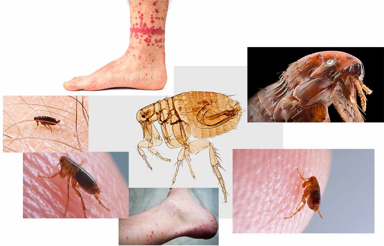 bolha-slike-bolečina-spletna-lekarna